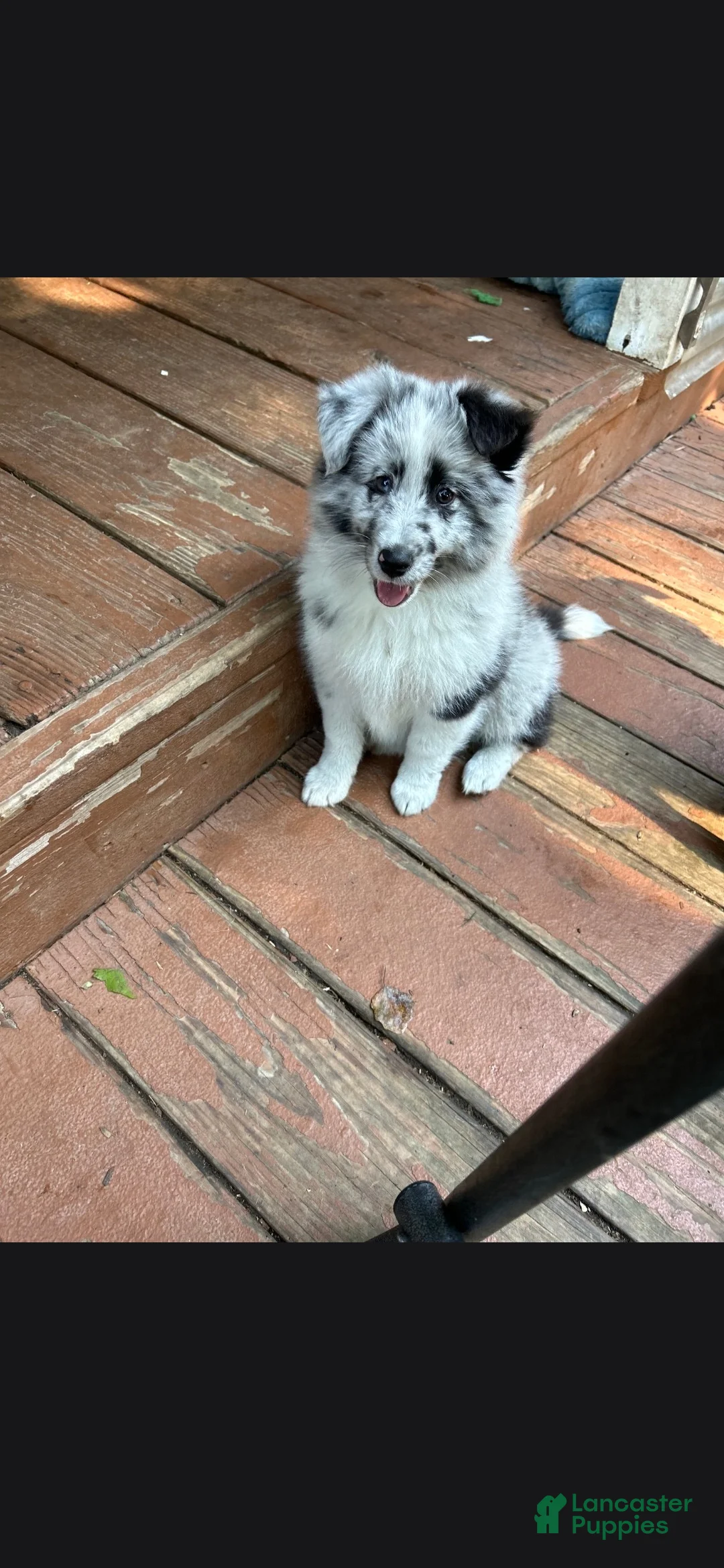 Shetland Sheepdog dogs for sale: Pibbles - Ad 1