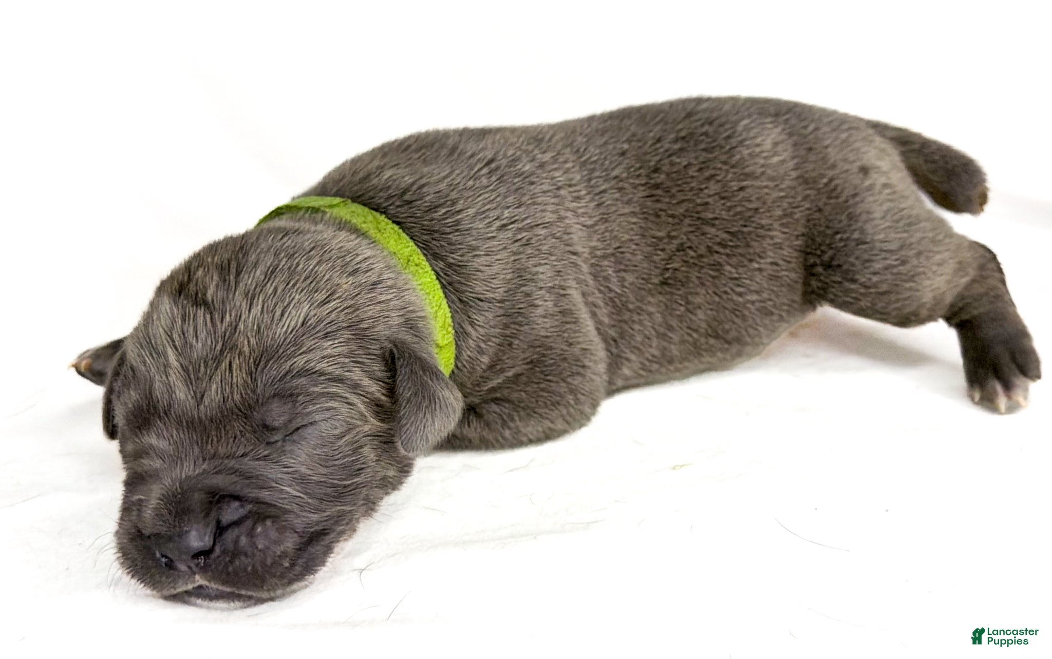 Cane Corso dogs Cane Corso Puppy 15 - Ad 1