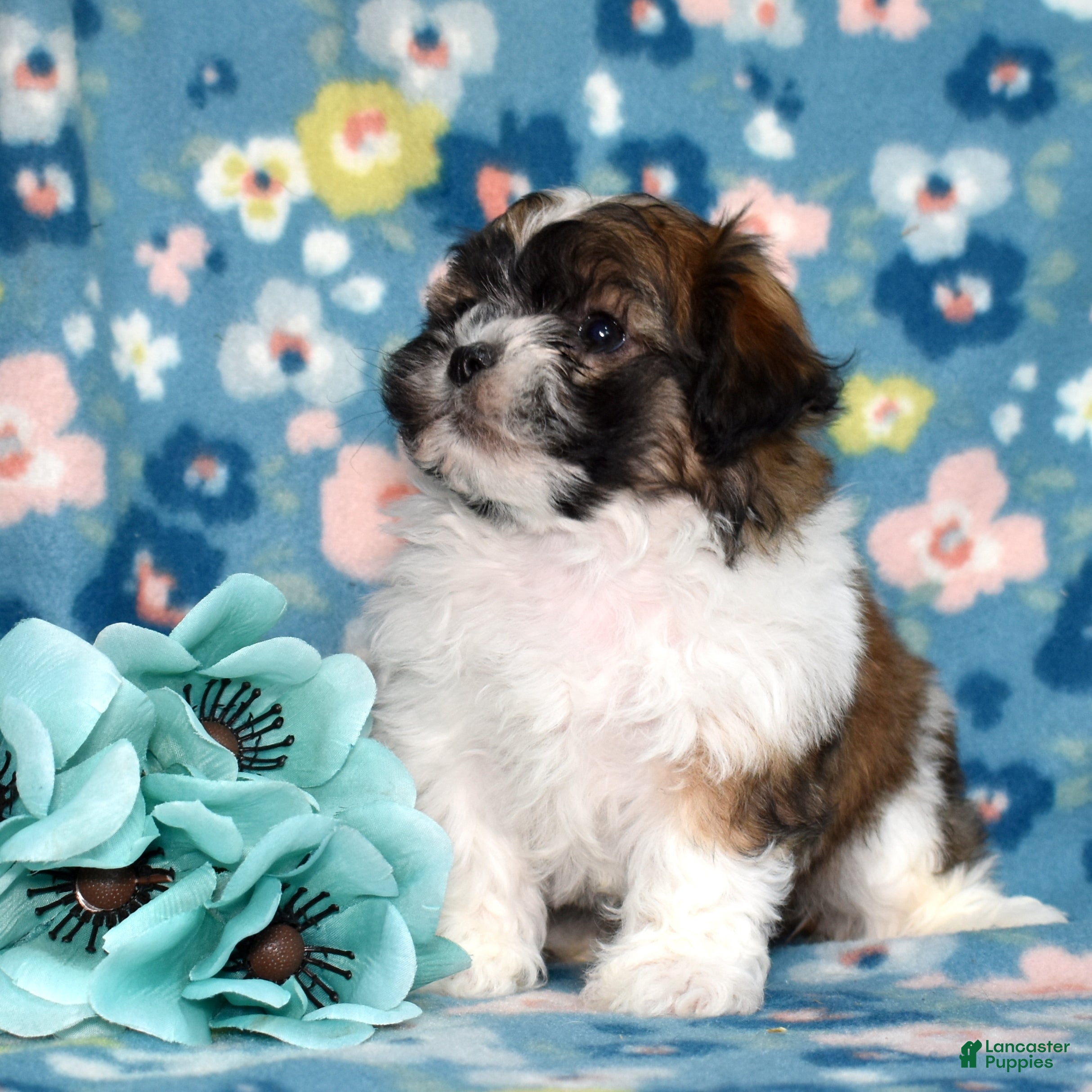 Teddy Bear dogs Cola - Ad 2