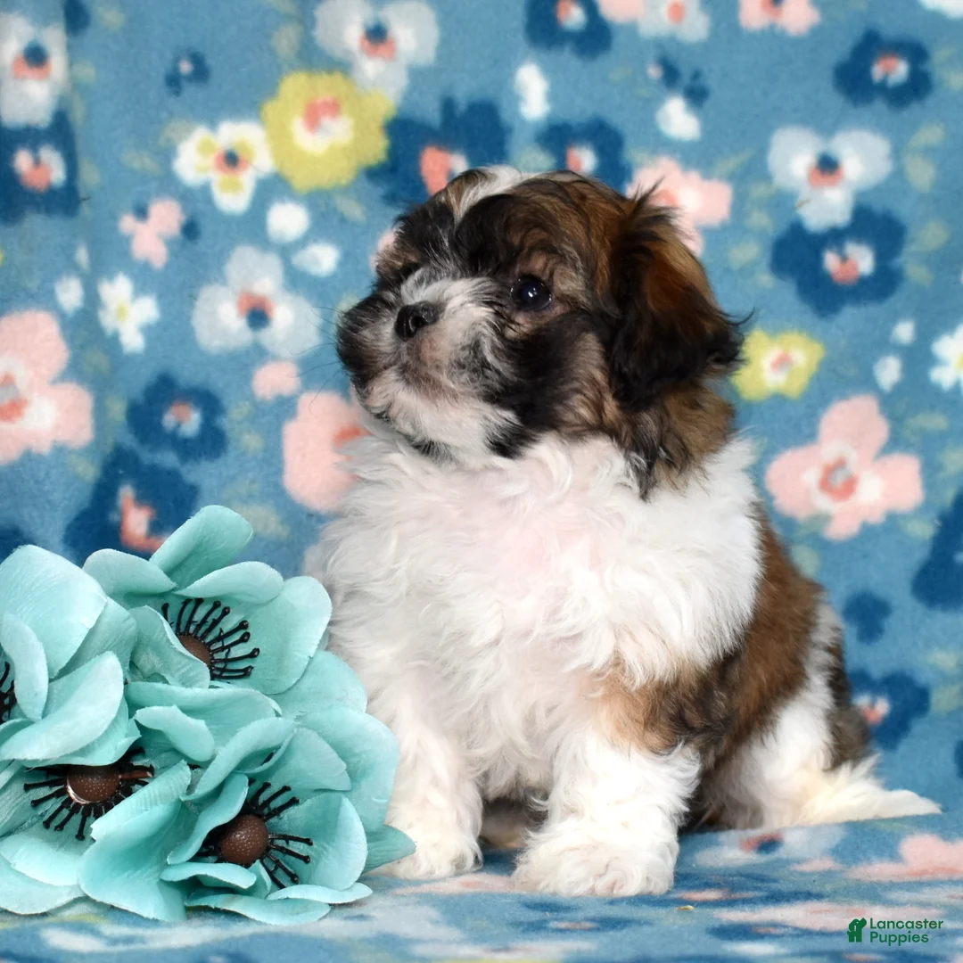 Teddy Bear dogs for sale: Cola - Ad 2