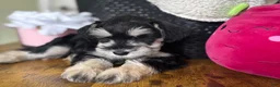 Miniature Schnauzer dogs for sale: Daisy - Ad 14