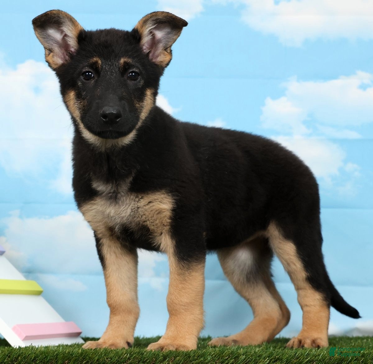 German Shepherd dogs Willow - Ad 1