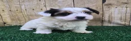 Biewer Terrier dogs for sale: Chanel Female Biewer Terrier - Ad 5