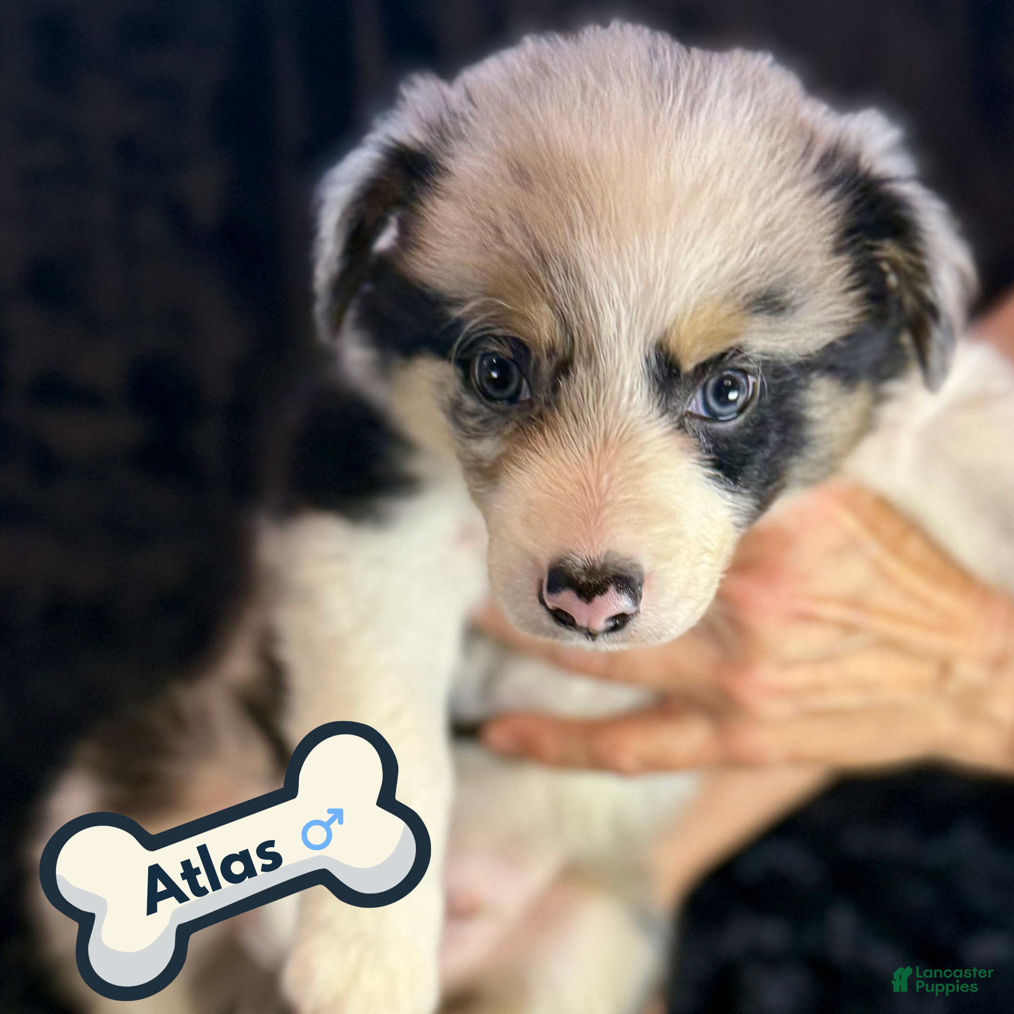 Atlas