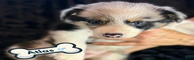 Atlas