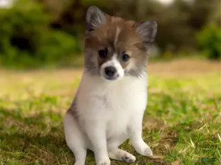 Pomeranian dogs Pomeranian 1 - Ad 3
