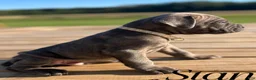 Cane Corso dogs for sale: Stan - Ad 6