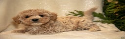 Bichpoo dogs for sale: Rowan - Ad 2