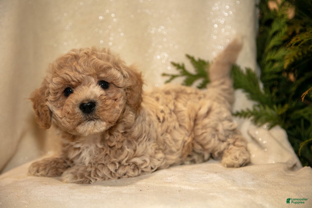 Bichpoo dogs for sale: Rowan - Ad 2