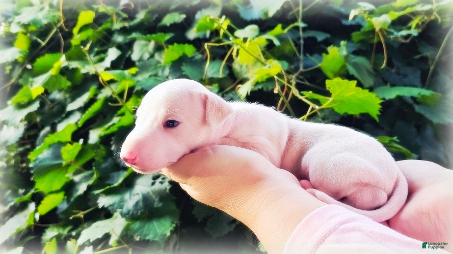 Italian Greyhound dogs Diorin - Ad 2