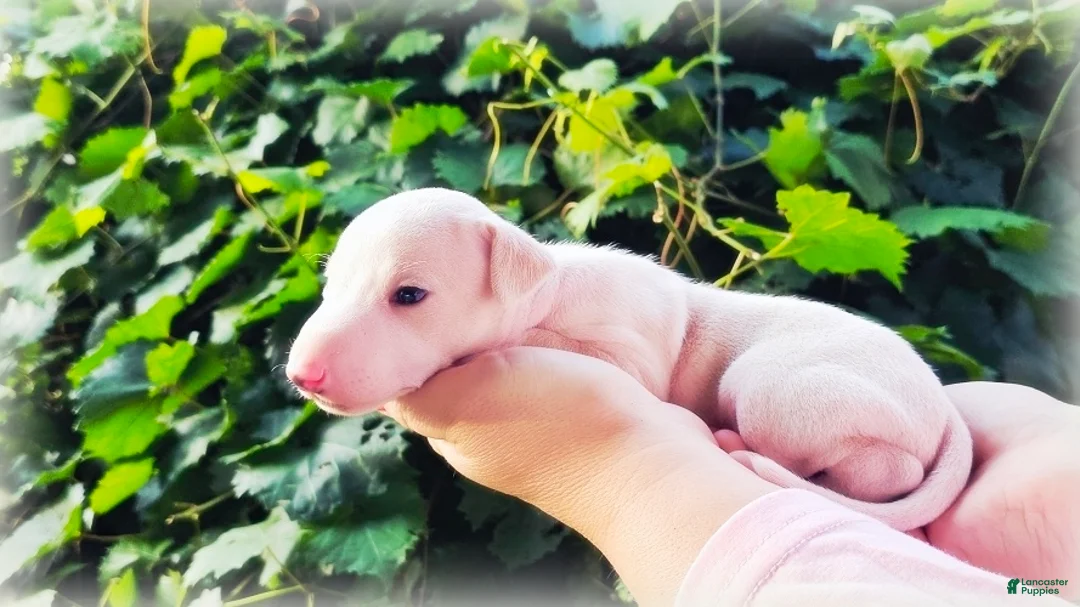 Italian Greyhound dogs for sale: Diorin - Ad 2