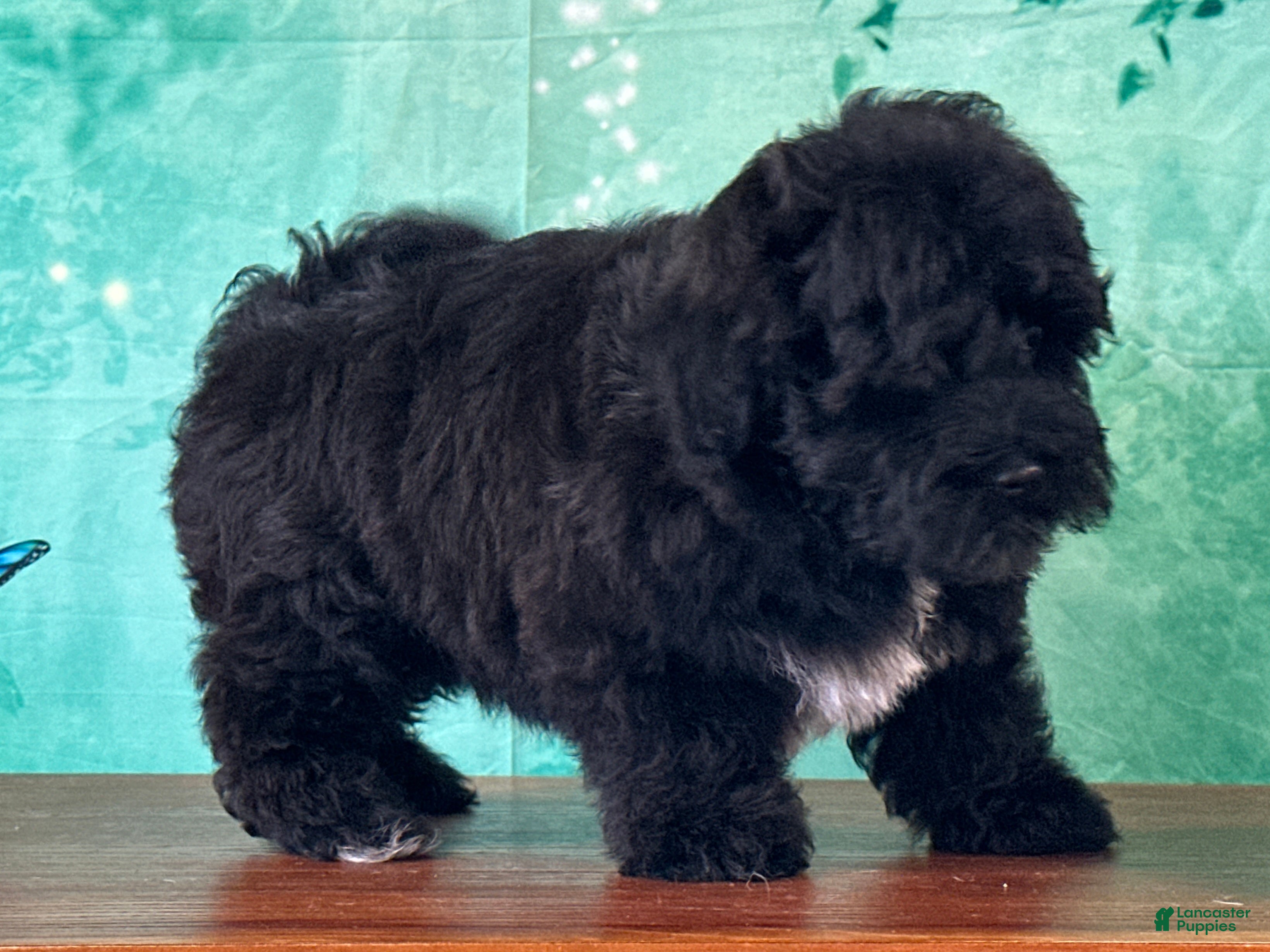Yochon dogs Oscar - Ad 1