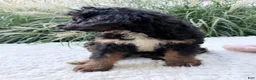 Bernedoodle dogs for sale: Chloe - Ad 3