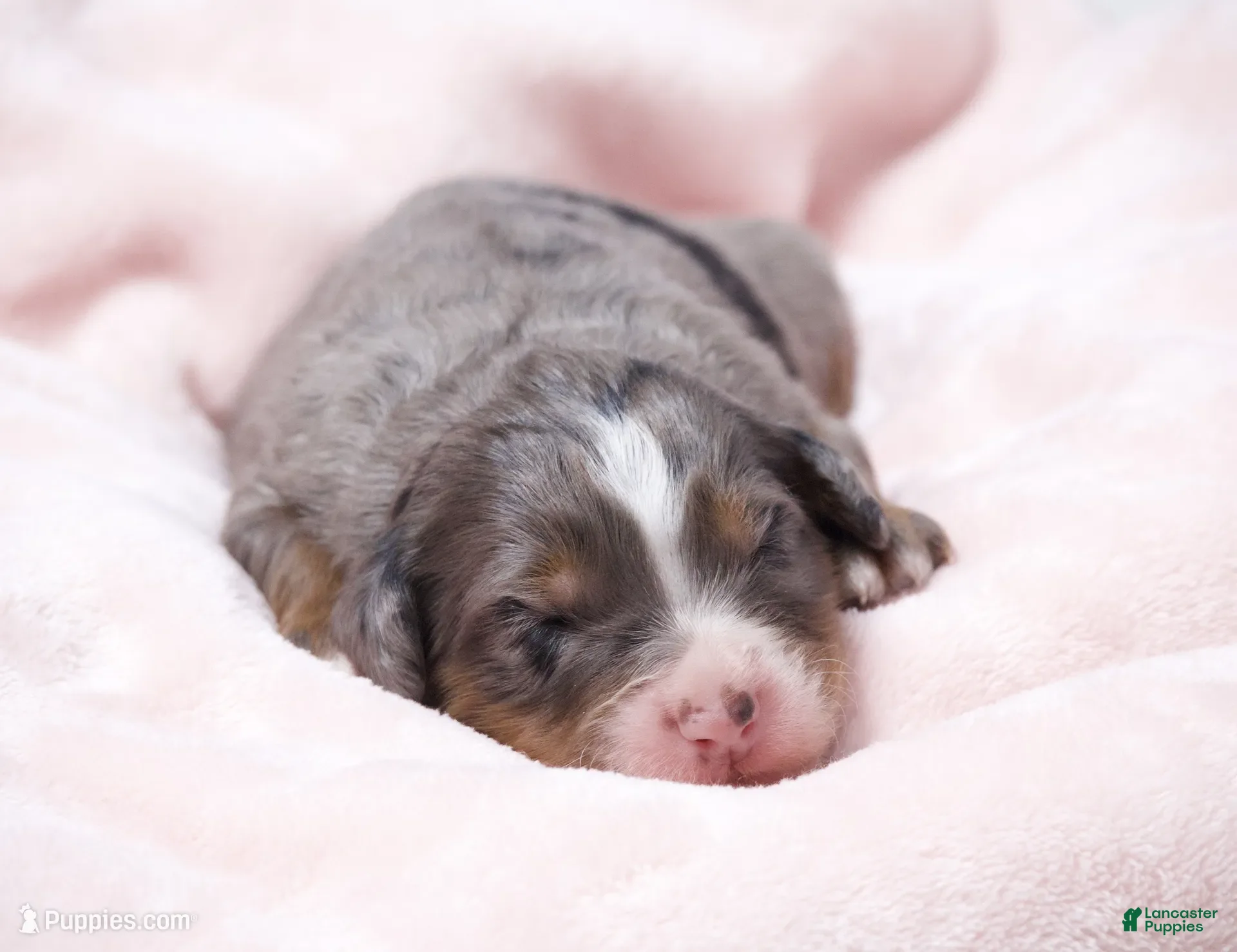 Mini Bernedoodle dogs for sale: Jewel  - Ad 1