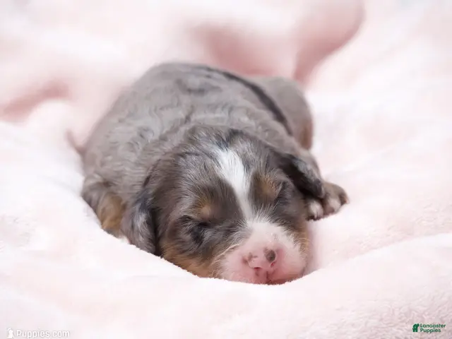Mini Bernedoodle dogs for sale: Jewel - Ad 1