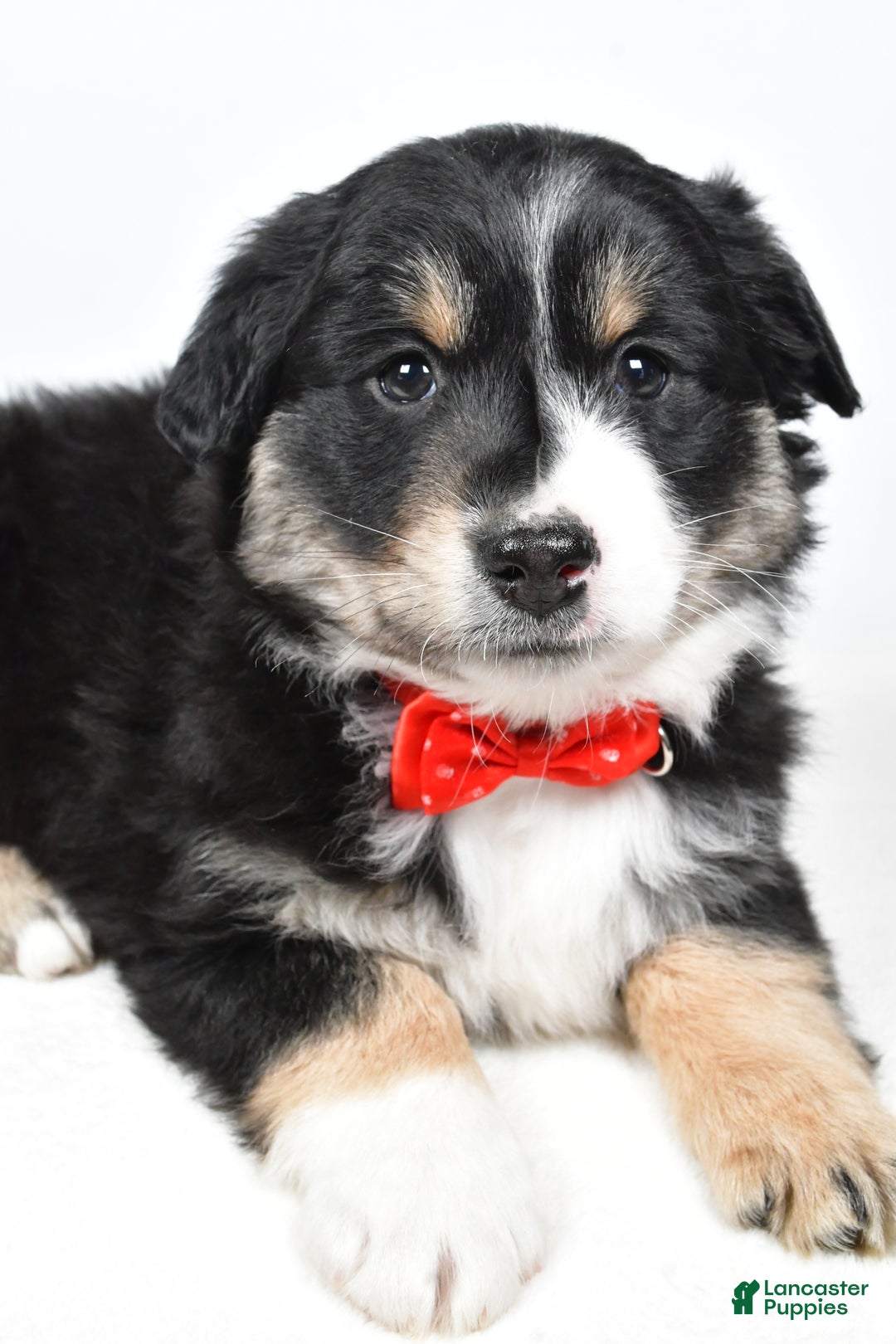 Miniature Australian Shepherd dogs for sale: Robby - Ad 4