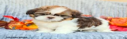 Shih Tzu dogs for sale: Cocoa - Ad 1