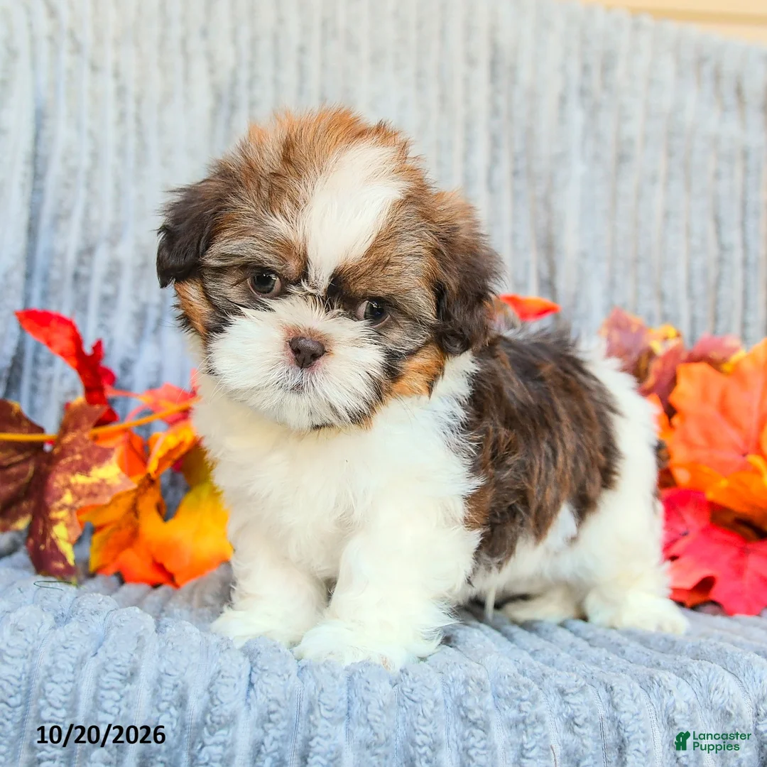 Shih Tzu dogs for sale: Cocoa - Ad 1