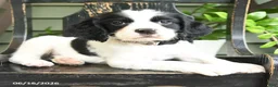 English Springer Spaniel dogs for sale: Dakota - Ad 4