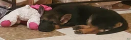 German Shepherd dogs for sale: Olive - Ad 3