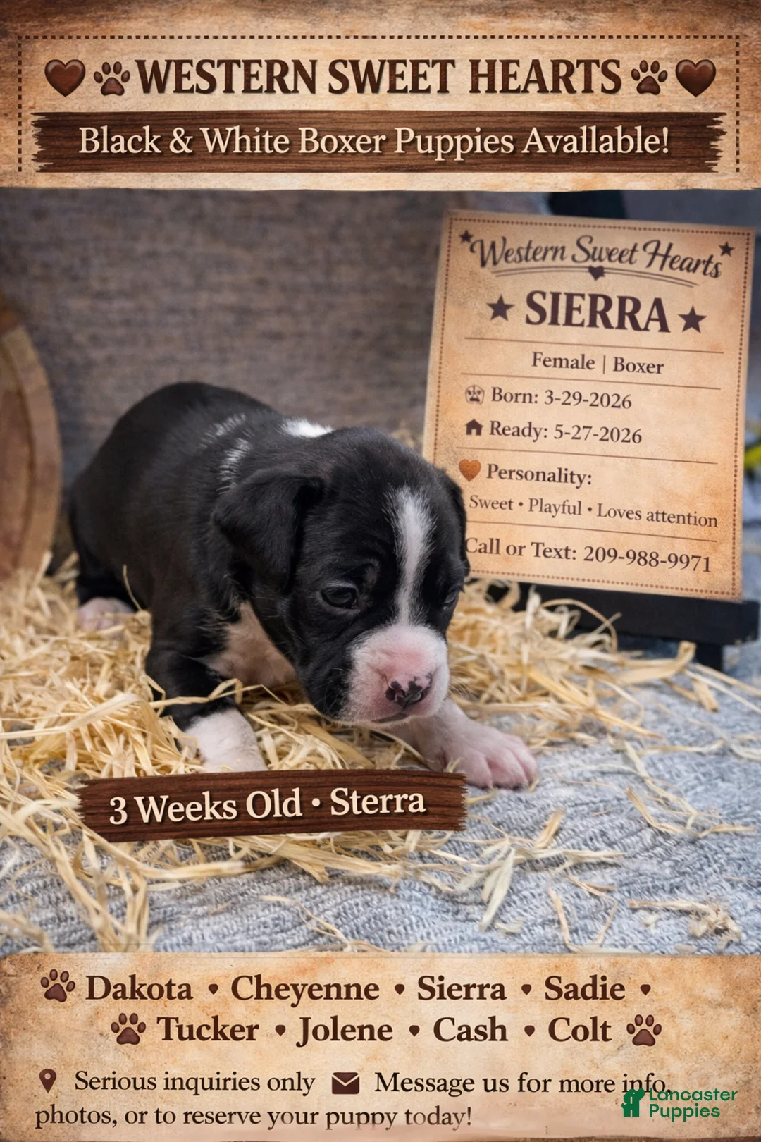 Boxer dogs for sale: Sierra- Famale - Ad 1