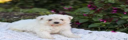 Mixed Breed dogs for sale: Pixel - Ad 7