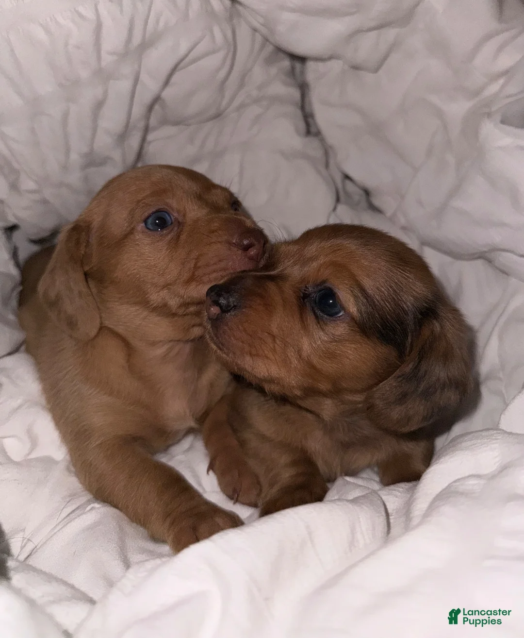 Dachshund dogs for sale: Dachshund  - Ad 3