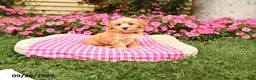 Maltipoo dogs for sale: Opie - Ad 1