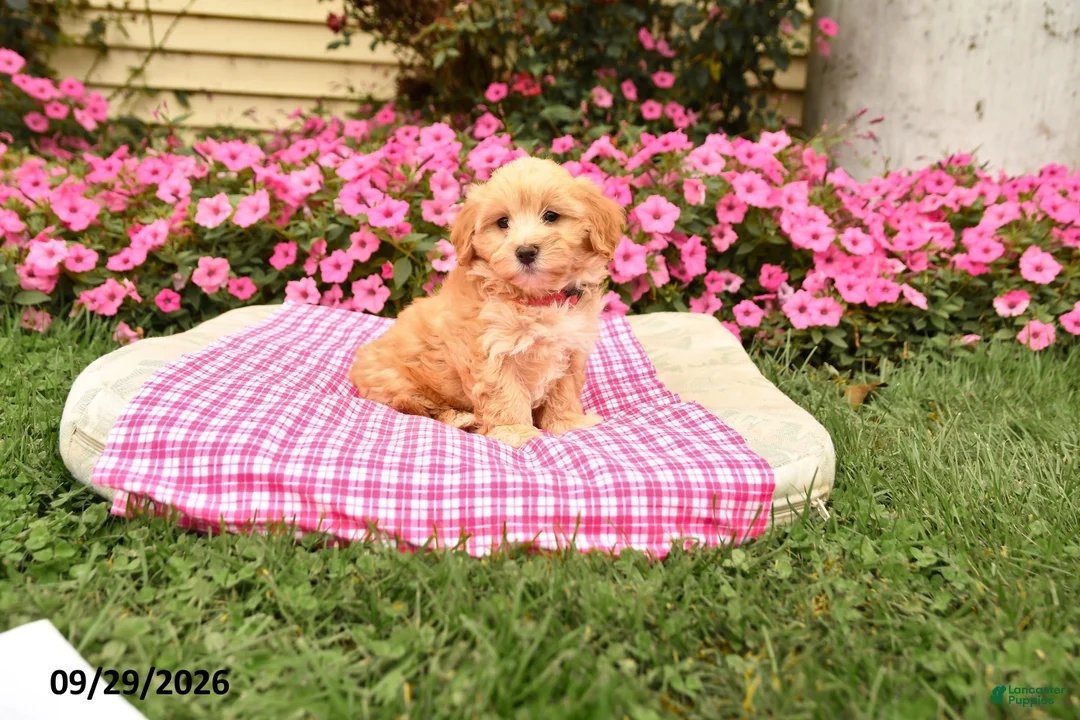 Maltipoo dogs for sale: Opie - Ad 1