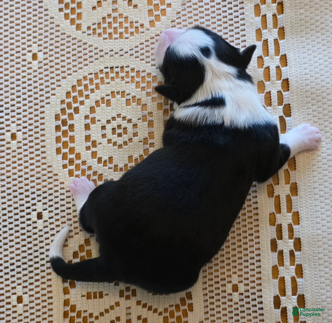 Border Collie dogs for sale: Border Collie Puppy 1 - Ad 2