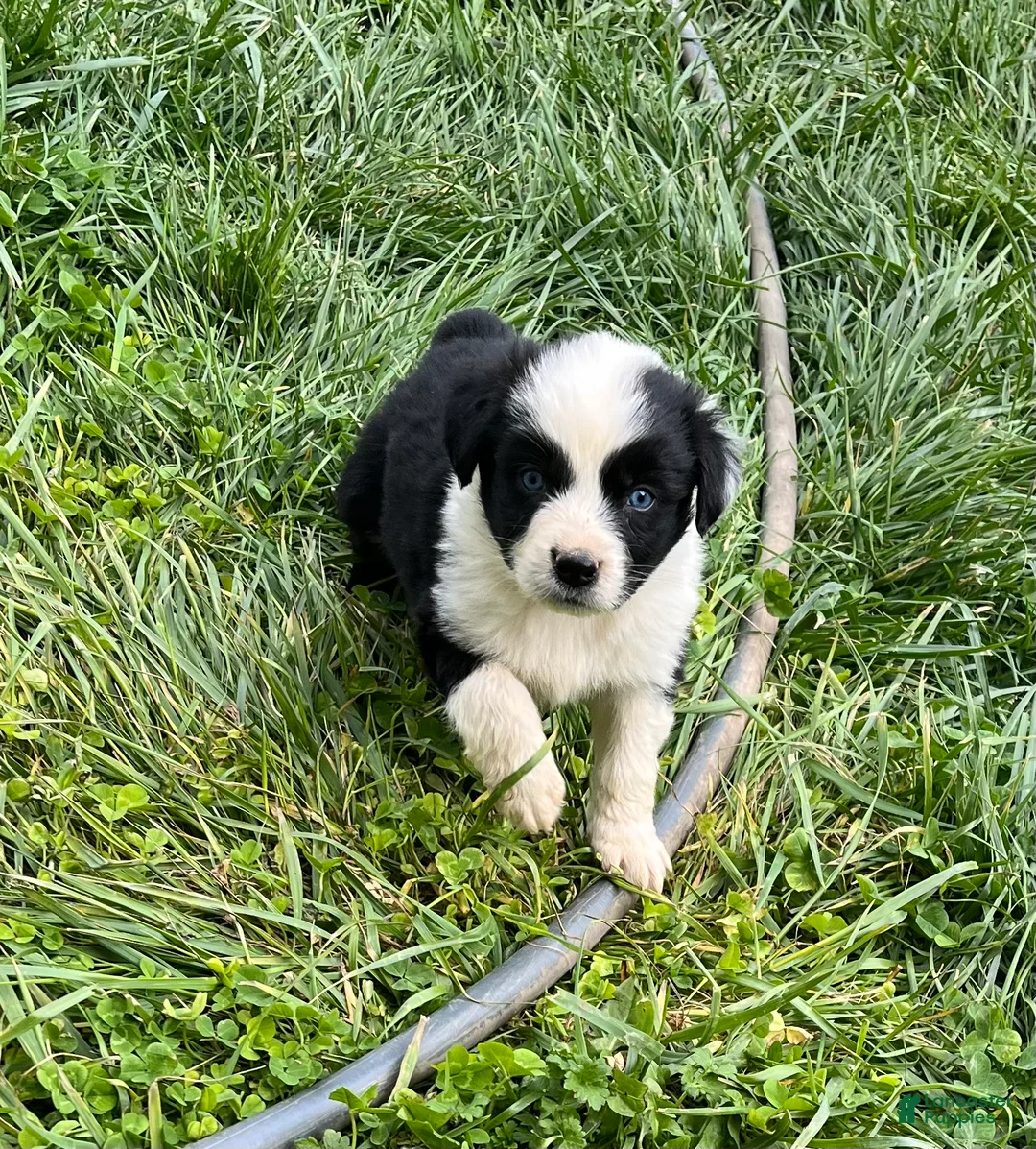 Australian Shepherd dogs for sale: Female Aussie Pup 1 - Ad 1