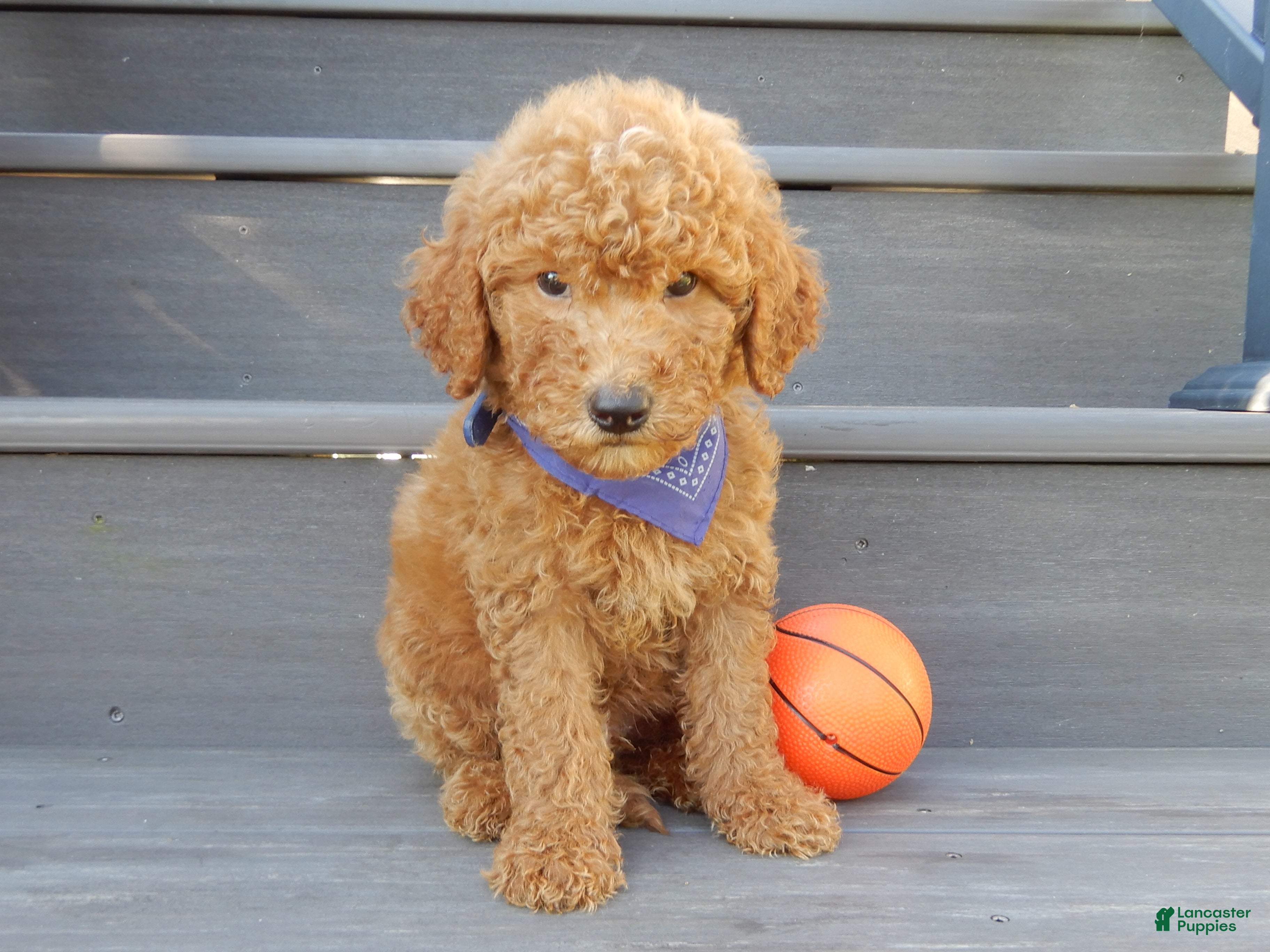 Mini Goldendoodle dogs Theo (medium) - Ad 1