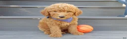 Mini Goldendoodle dogs for sale: Theo (medium) - Ad 1