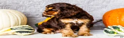 Cocker Spaniel dogs for sale: Polly - Ad 8