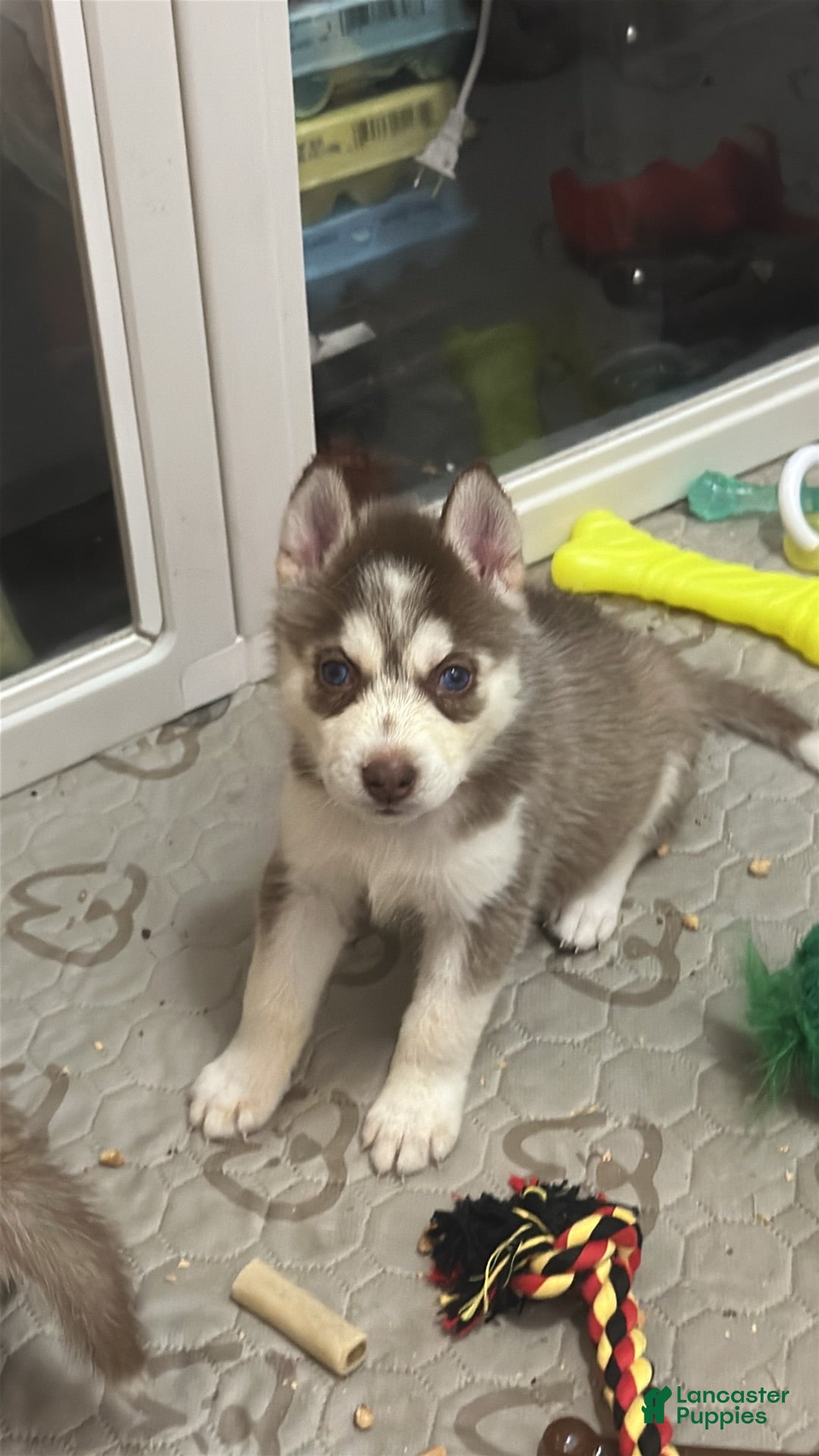 Siberian Husky dogs Siberian Husky 2 - Ad 3