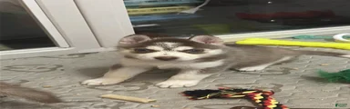 Siberian Husky 2