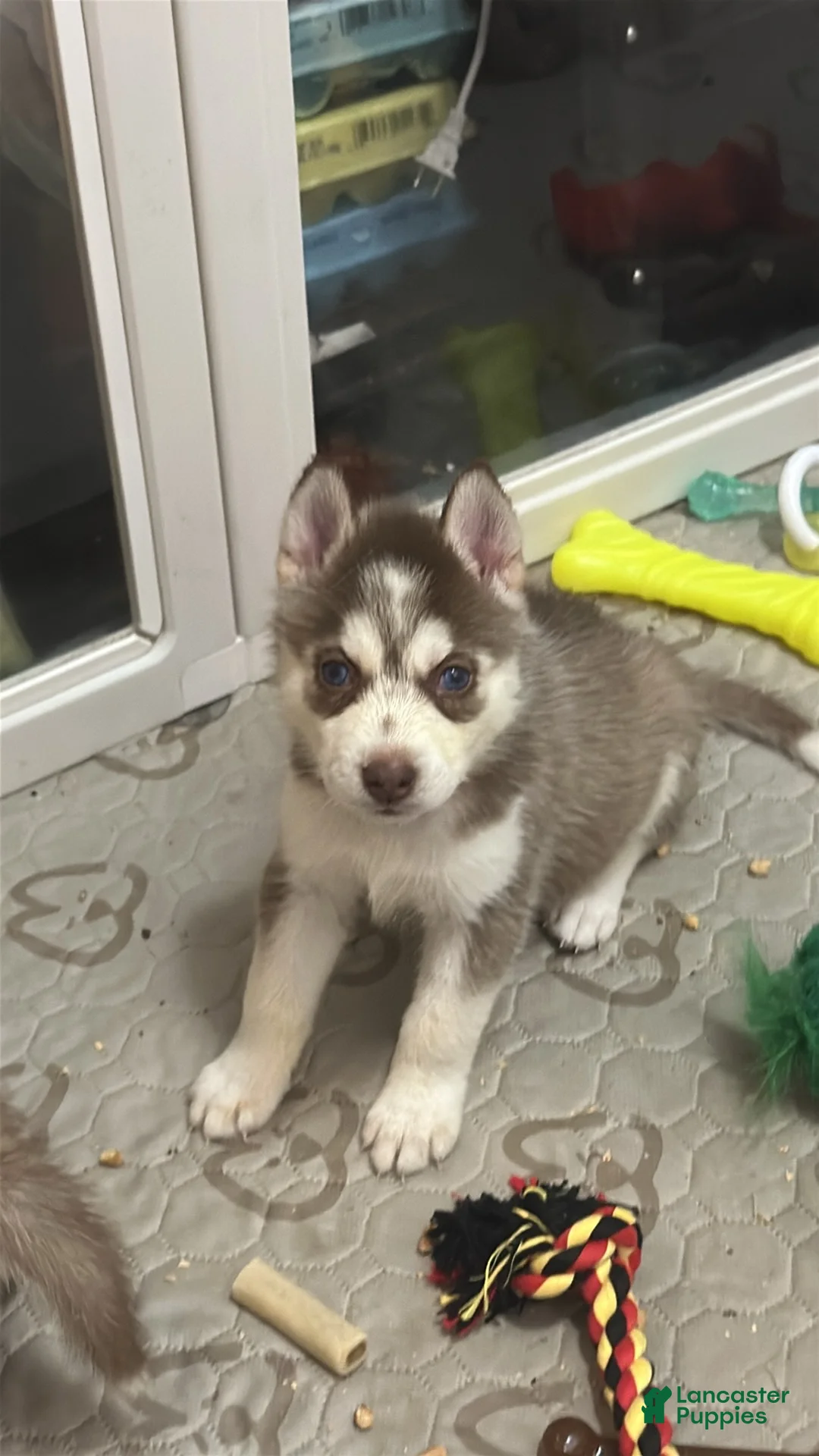 Siberian Husky dogs for sale: Siberian Husky 2 - Ad 1