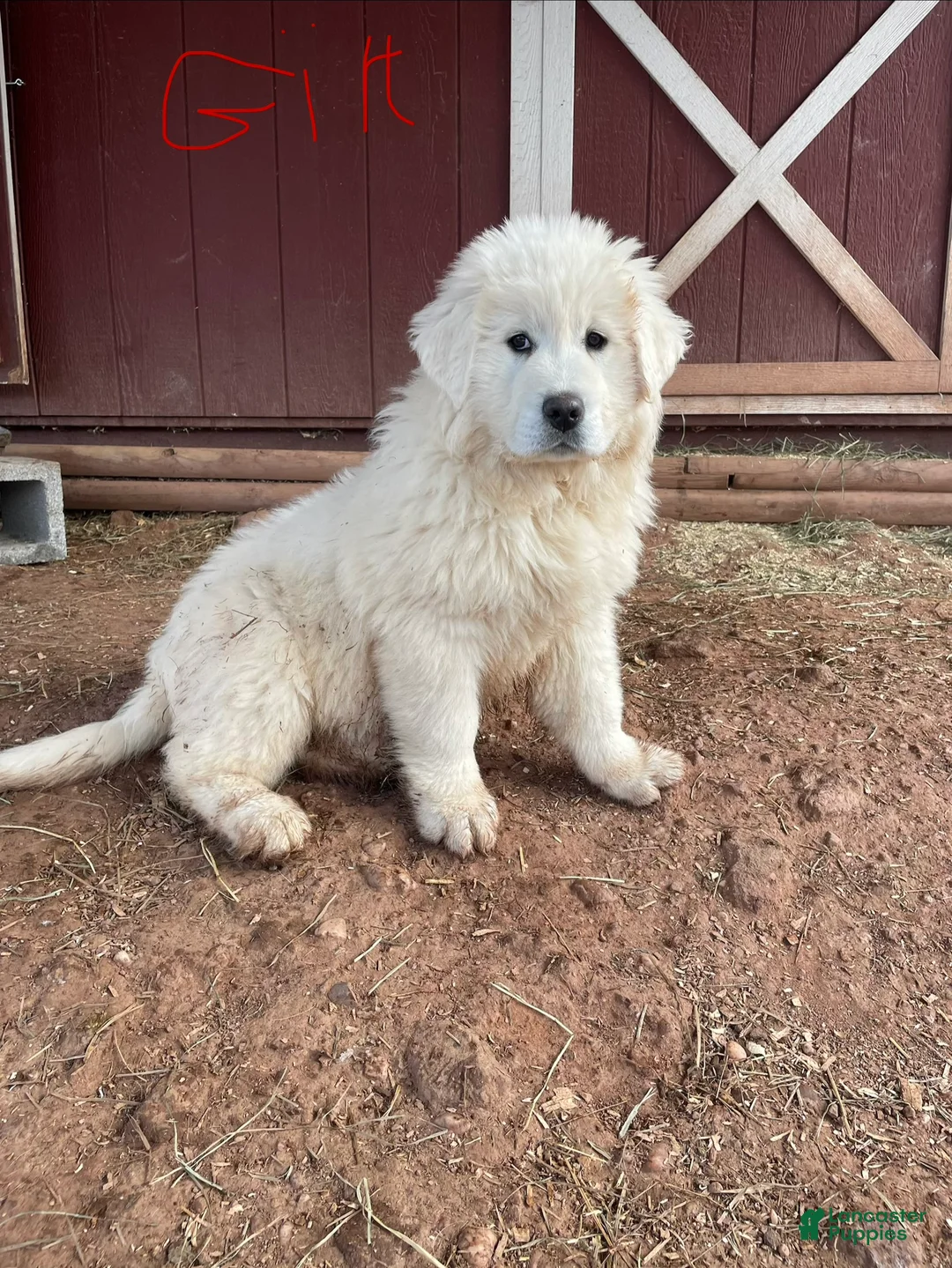 Mixed Breed dogs for sale: Rose - Ad 1