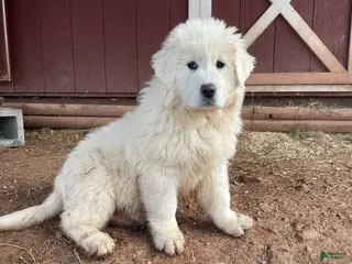 Mixed Breed dogs for sale: Rose - Ad 1