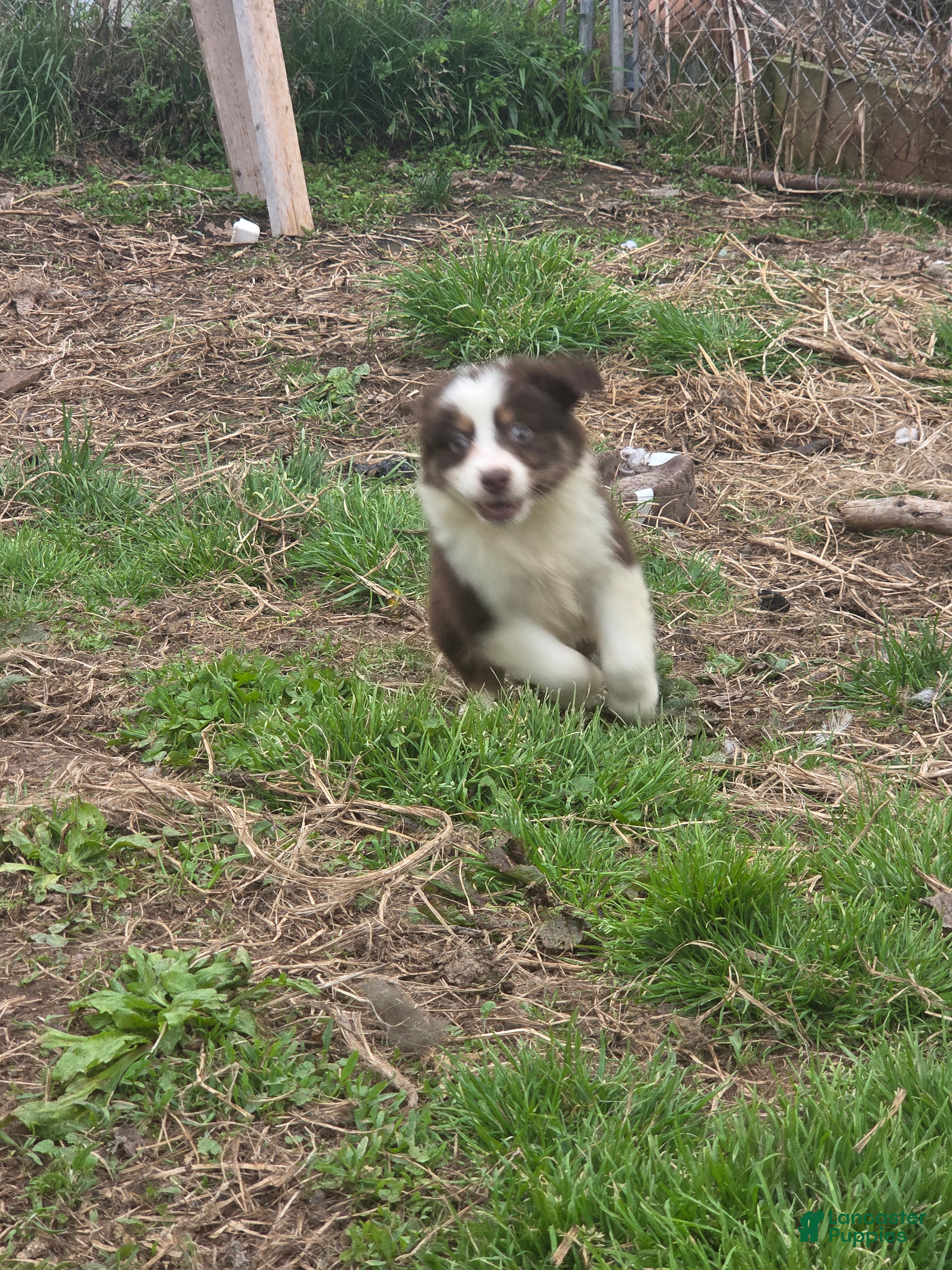Australian Shepherd dogs Australian Shepherd Puppy 5 - Ad 30
