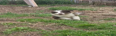 Australian Shepherd Puppy 5