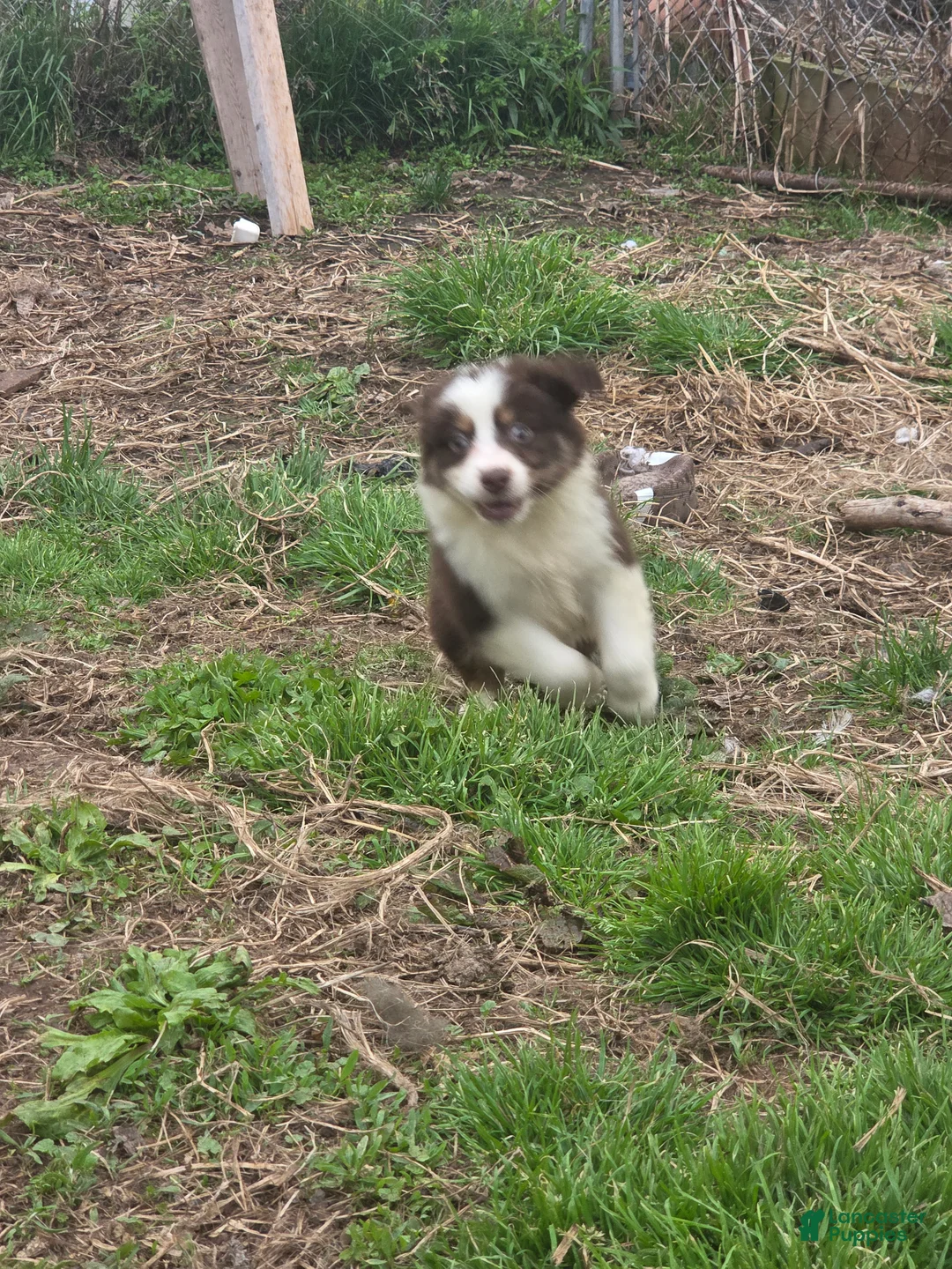 Australian Shepherd dogs for sale: Australian Shepherd Puppy 5 - Ad 1
