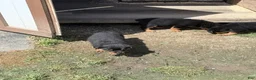 Rottweiler dogs for sale: Sassy - Ad 3