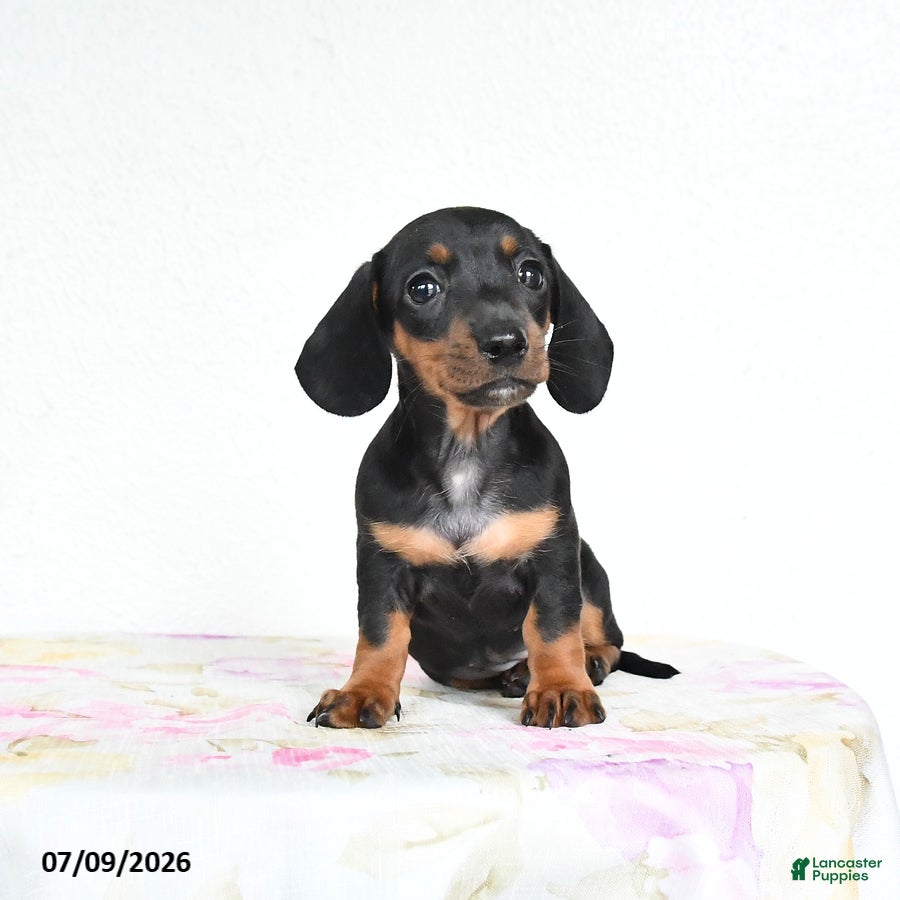 Miniature Dachshund dogs Roxie - Ad 2