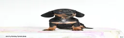 Miniature Dachshund dogs for sale: Roxie - Ad 2