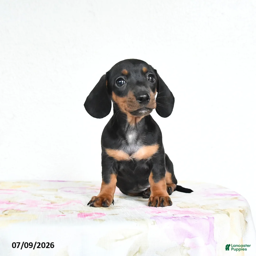 Miniature Dachshund dogs for sale: Roxie - Ad 2