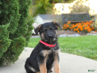 Mixed Breed dogs - Ad 10