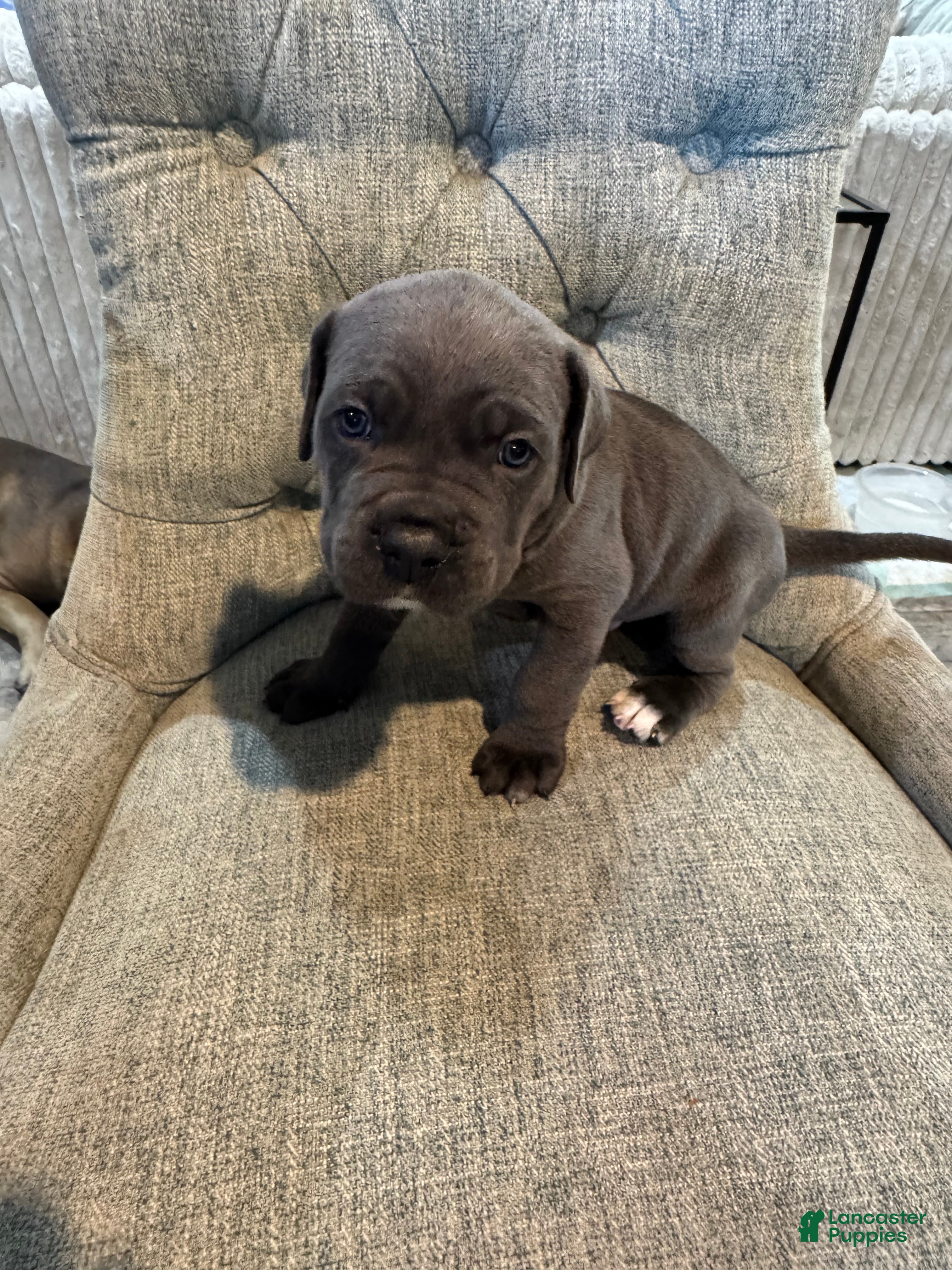 Cane Corso dogs Cane Corso 1 - Ad 1