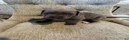 Cane Corso dogs for sale: Cane Corso 1 - Ad 1