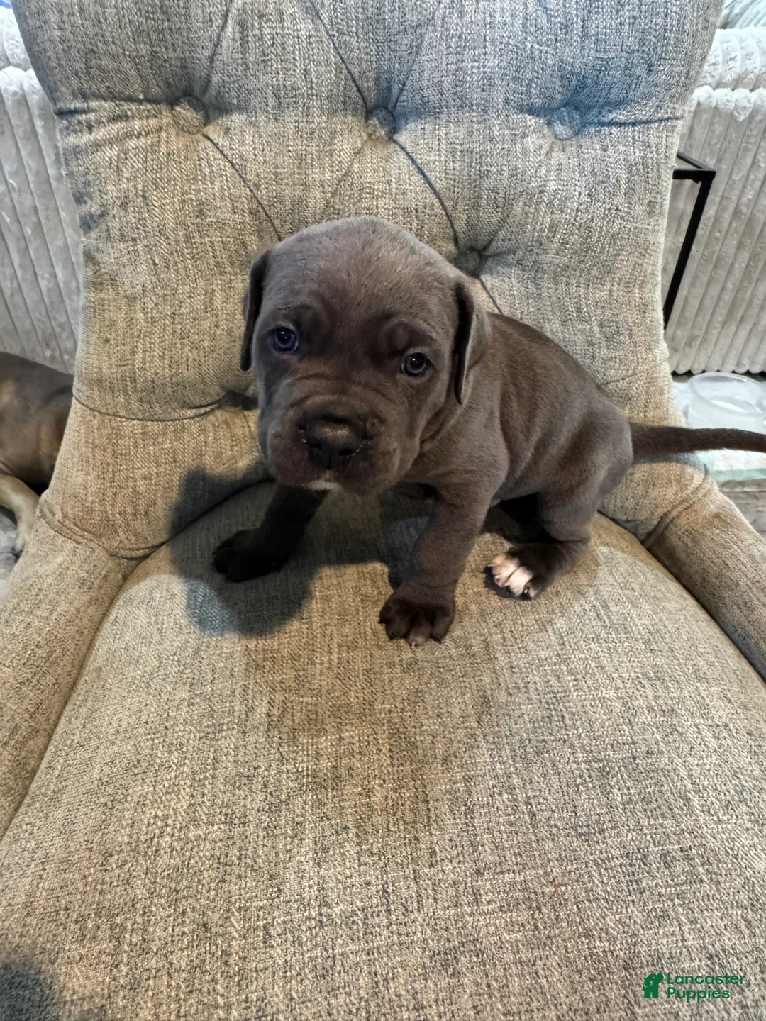 Cane Corso dogs for sale: Cane Corso 1 - Ad 1